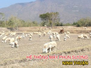 Lắp đặt hệ thống máy phun sương tại Phan rang tỉnh ninh thuận