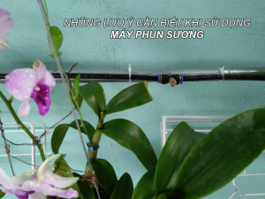 Những lưu ý khi sử dụng máy phun sương làm mát