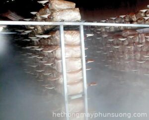 Phun sương tạo ẩm cho vườn nấm