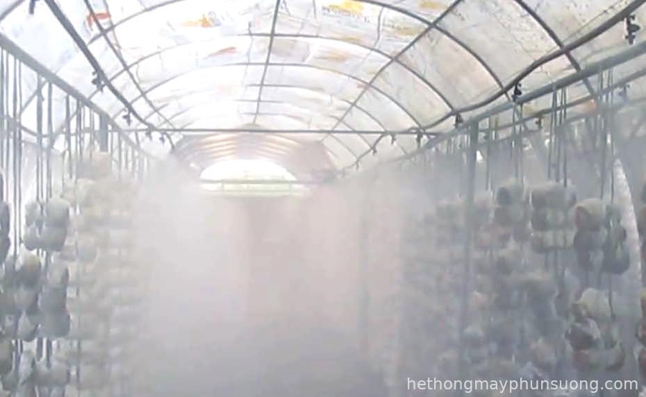 Hệ thống máy phun sương cho trang trại nấm