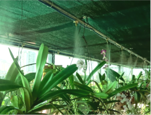 Phun sương vường lan